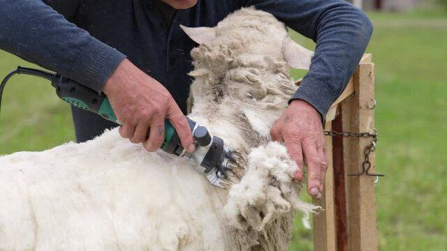 Man is cutting soft wool from sheep. Farmer is shearing sheep by a professional electric machine for production of fleece wool outdoors.