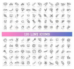 Big vegetables set. Basic vegetables thin line icons