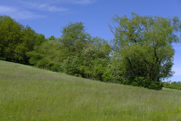 Fototapeta premium Landschaft im Naturschutzgebiet Hohe Wann zwischen Zeil am Main und Krum, Landkreis Hassberge, Unterfranken, Franken, Bayern, Deutschland