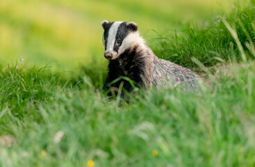 Badger, Scientific name: Meles Meles.  Wild, native badger emerging from the Sett in Summer time when the nights are short.  Facing left in grass meadow.  Space for copy.