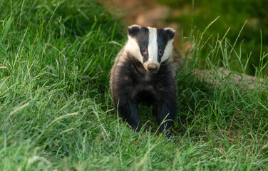 Badger, Scientific name: Meles Meles.  Young, wild, native  badger facing forward in green grass...