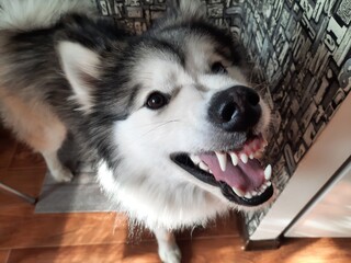 siberian husky dog ​​angry shows teeth