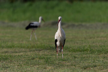 Cigogne blanche Ciconia ciconia en chasse dans une prairie