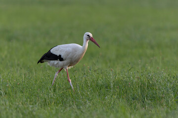 Cigogne blanche Ciconia ciconia en chasse dans une prairie