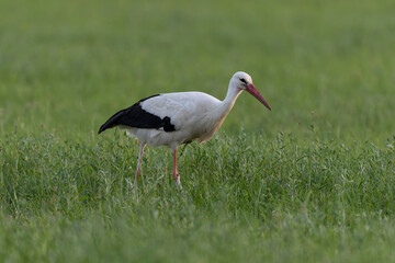 Cigogne blanche Ciconia ciconia en chasse dans une prairie