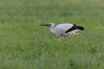Cigogne blanche Ciconia ciconia en chasse dans une prairie