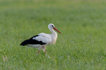 Cigogne blanche Ciconia ciconia en chasse dans une prairie