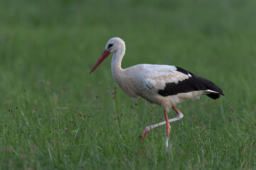 Cigogne blanche Ciconia ciconia en chasse dans une prairie