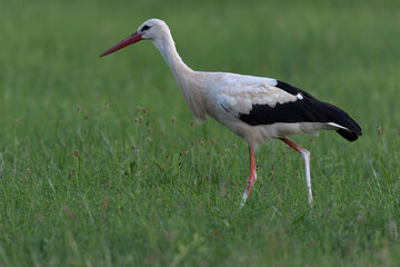 Cigogne blanche Ciconia ciconia en chasse dans une prairie