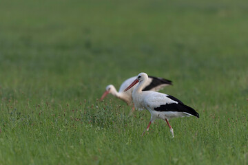 Cigogne blanche Ciconia ciconia en chasse dans une prairie