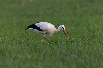 Cigogne blanche Ciconia ciconia en chasse dans une prairie