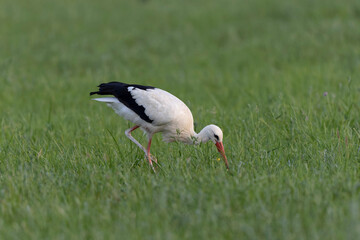 Cigogne blanche Ciconia ciconia en chasse dans une prairie