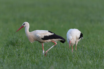 Cigogne blanche Ciconia ciconia en chasse dans une prairie