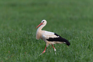 Cigogne blanche Ciconia ciconia en chasse dans une prairie