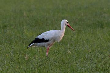 Cigogne blanche Ciconia ciconia en chasse dans une prairie