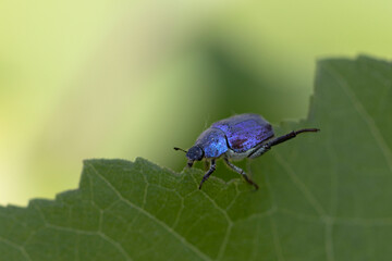 Hoplie bleue Hoplia coerulea sur la végétation basse en bord de Loire, France