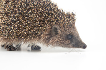 Erinaceus europaeus. Common European hedgehog on a white background