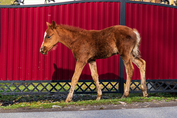 A foal walks near a red fence on a narrow roadside of a small mountain village. Sunny morning.