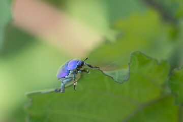 Hoplie bleue Hoplia coerulea sur la végétation basse en bord de Loire, France