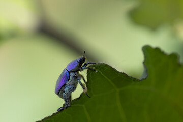 Hoplie bleue Hoplia coerulea sur la végétation basse en bord de Loire, France