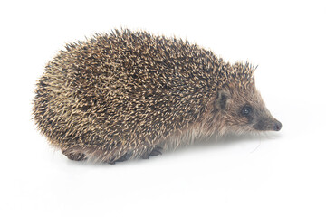 Erinaceus europaeus. Common European hedgehog on a white background