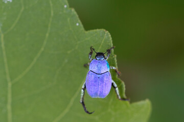 Hoplie bleue Hoplia coerulea sur la végétation basse en bord de Loire, France