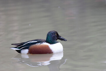 Canard souchet Spatula clypeata en gros plan