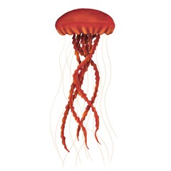 Realictic pink jellyfish on an isolated white background.Chrysaora achlyos. Hand draw