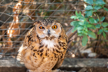An owl hides in the rocks on a bright summer day. Owl head close-up.