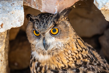 An owl hides in the rocks on a bright summer day. Owl head close-up. 