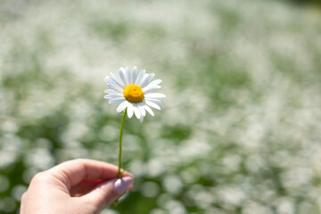 chhamomile in woman hand nature background