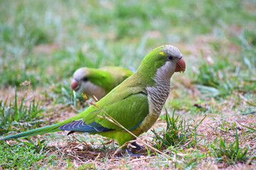 Green parrots in the grass in a city Park