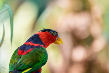 Naklejka premium Parrot black-capped lory on a summer sunny day in the park. 