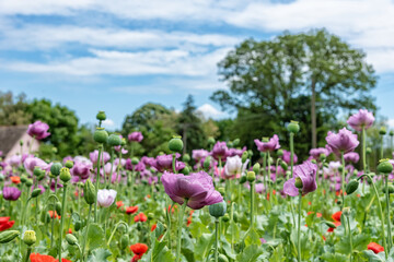 Field of bright red and violet poppy flowers in summer. Opium poppy field