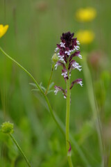 Brand-Knabenkraut, Orchis ustulata