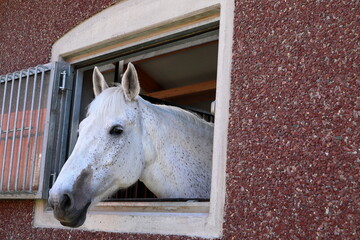 Curious white horse. Sticking its head throw a open window. Area for copy space. Close up. Stockholm, Sweden, Europe.