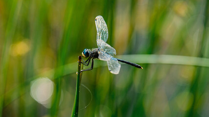dragonfly on a green leaf