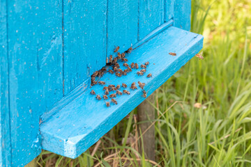 Honey bees return to the hive on a beautiful sunny day. Bees create honey, wax and propolis. Selective focusing.