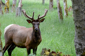 Roosevelt elk in a wooded area in Washington State