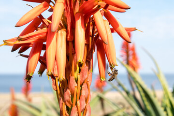 Bee collecting nectar from a red aloe vera flower, the beach out of focus in the background....