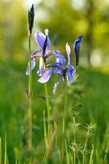 Sibirische Schwertlilie, Wiesen-Schwertlilie, Iris sibirica