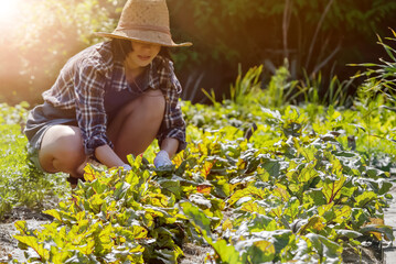A young girl in a straw hat is engaged in gardening work, processes black soil before planting...
