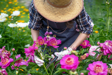 A gardener girl in a straw hat and gloves looks after bushes of lush pink peonies, a woman is...
