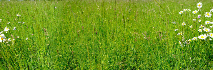 green summer field, natural, environmental concept, wild meadow grasses, white daisies, flowers, nature conservation, background for the designer for postcards, wallpapers