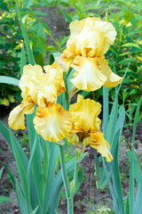 Yellow iris in garden. Gardening. Flowers in summer time