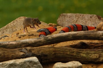 The Greer's Kingsnake (Lampropeltis mexicana greeri) on the sand with stones and old branch hunting the mouse. Scary mouse jumping close to the hunting snake.