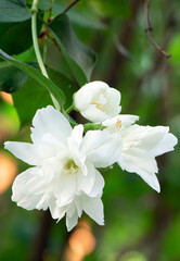 Blossoming Philadelphus . Blooming chubushnik. Gadening Bush of Philadelphus
