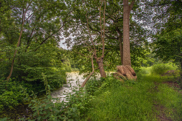 View in an old forest on a now dilapidated estate in the Dutch province of North Brabant. Bundles of cut reeds lie at the foot of a tall tree for the restoration of a former duck decoy.