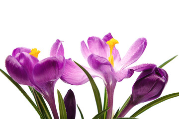 Crocus flowers isolated on white background