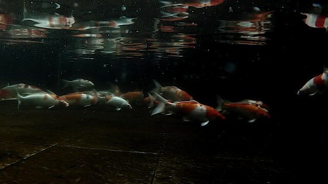 Underwater footage of Koi fishes swim close to ground of fish pond with dark background view reflection on water surface
